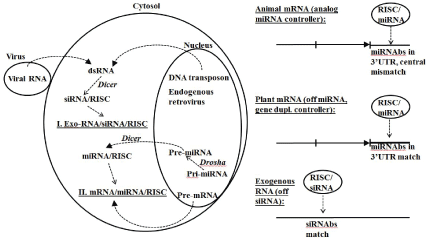 RNA-Dependent RNA Polymerase encoding Artifacts in Eukaryotic ...