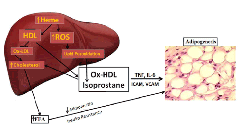 To Decrease Ldl Cholesterol Researchers Suggest Eating Foods High In To Decrease Ldl Cholesterol Researchers Suggest Eating Foods High In