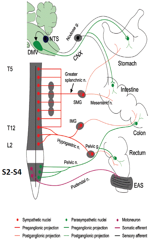 Diagnostic Challenges of Acute Abdominal Emergencies in Spinal Cord ...